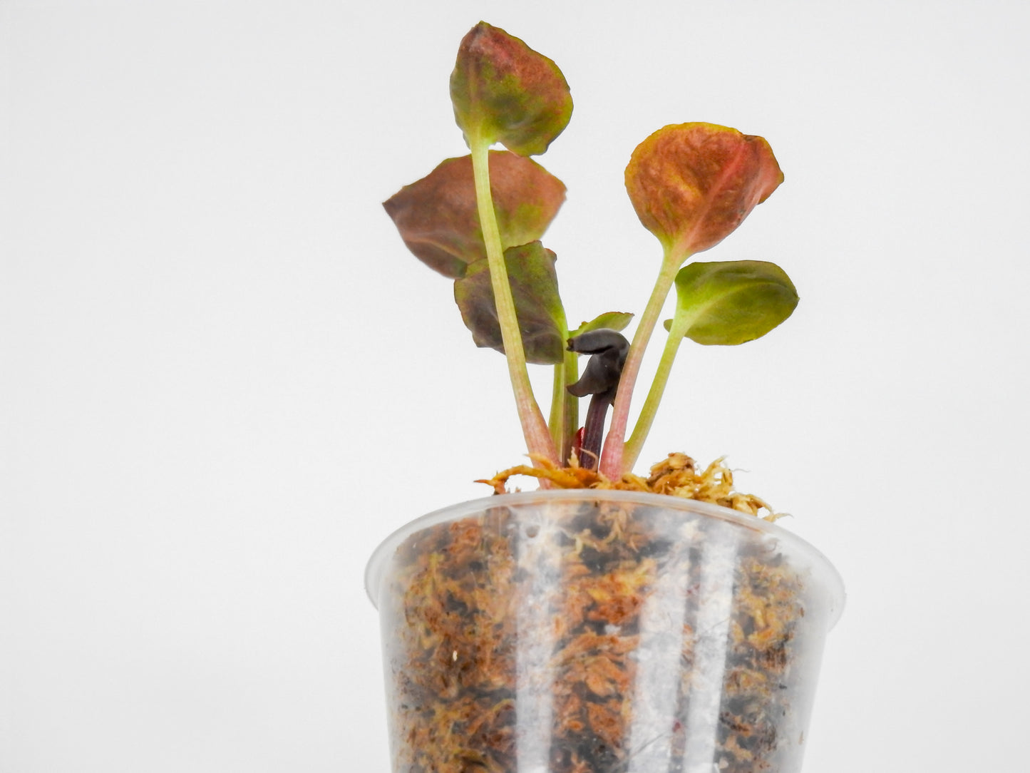 Syngonium 'Strawberry Ice' (3015)