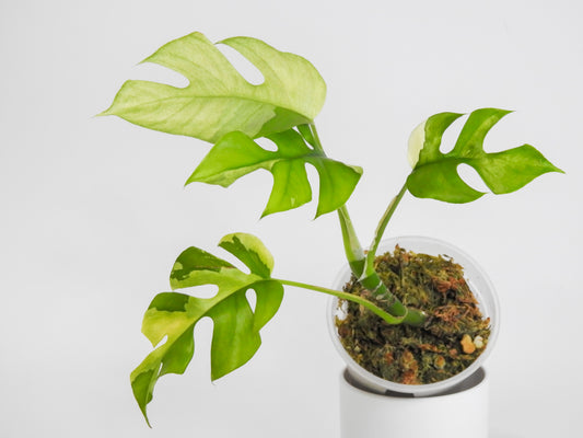 Rhaphidophora Tetrasperma Albo Variegated (3014)