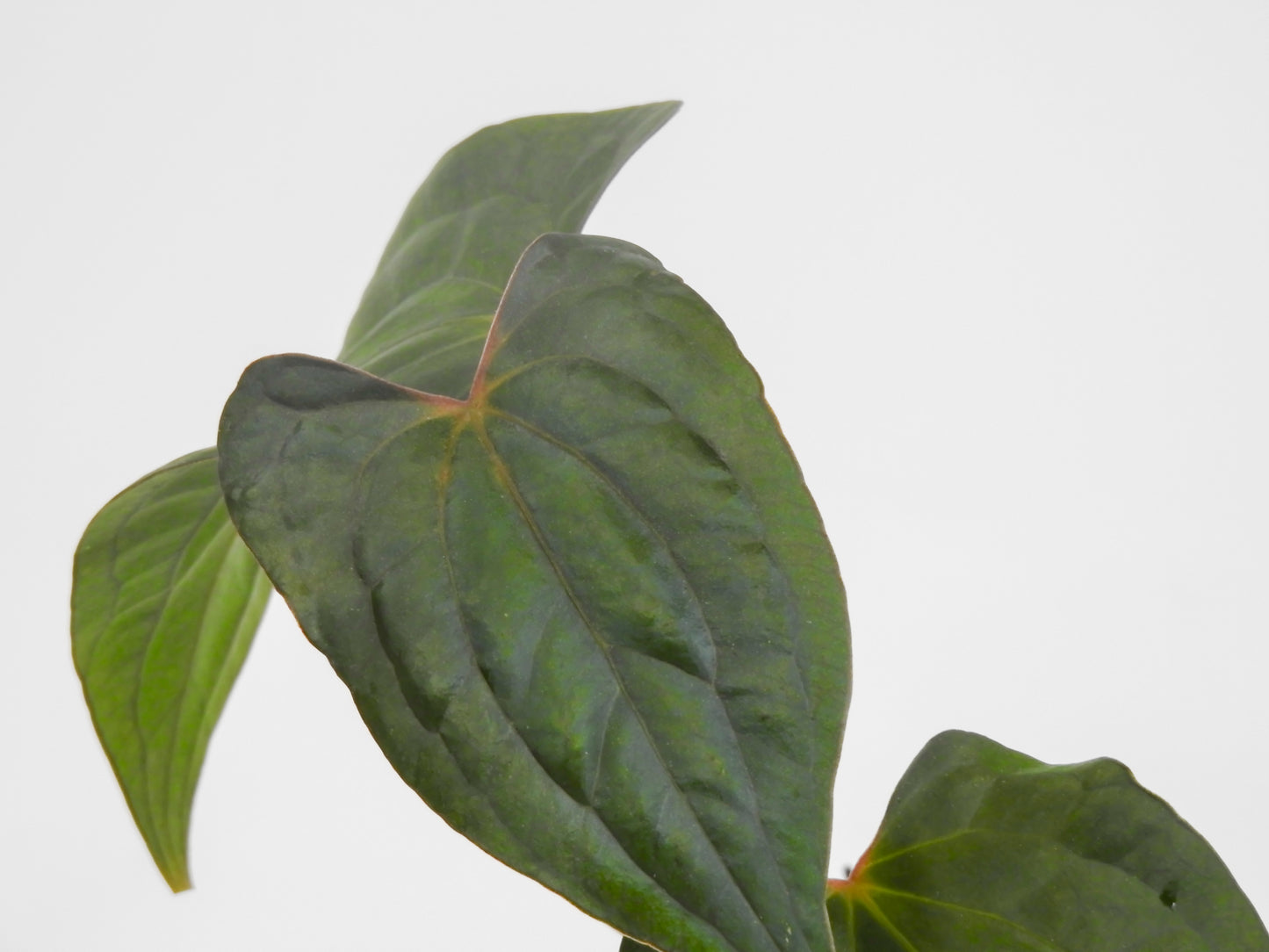 Anthurium Black Velvet Indo Type x Night Dragon (3018)