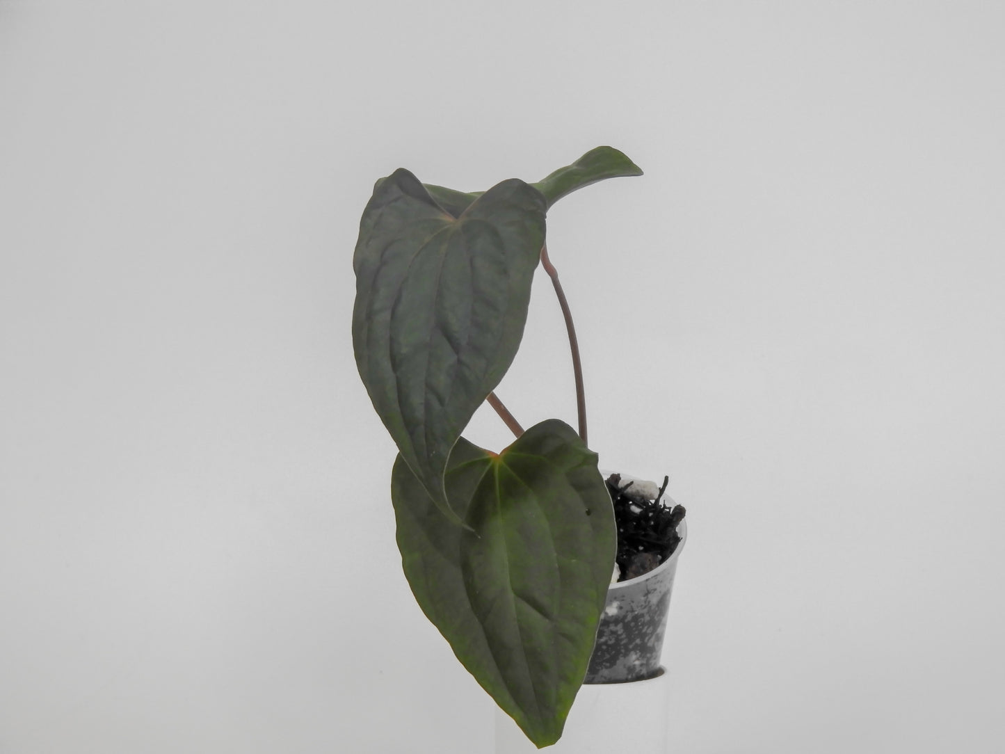 Anthurium Black Velvet Indo Type x Night Dragon (3018)