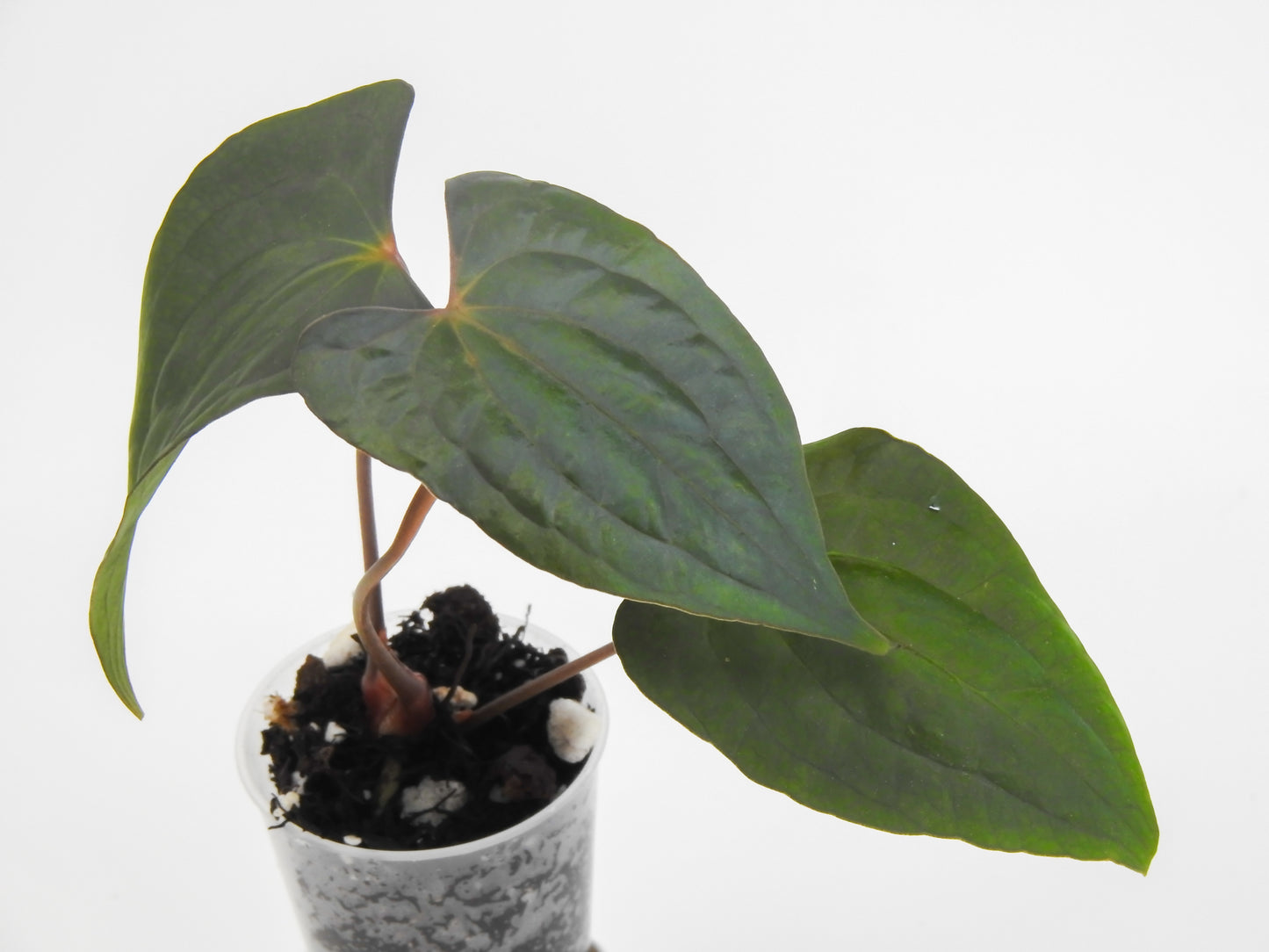 Anthurium Black Velvet Indo Type x Night Dragon (3018)