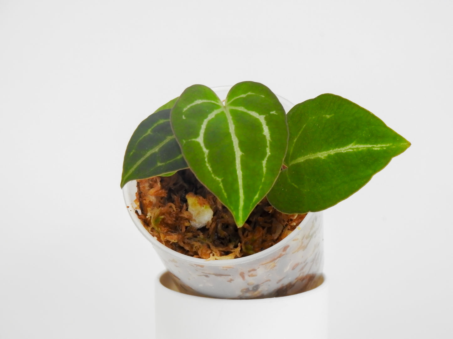 Anthurium (Carla) x (Red Crystallinum Dark Form) (3020) by Mason