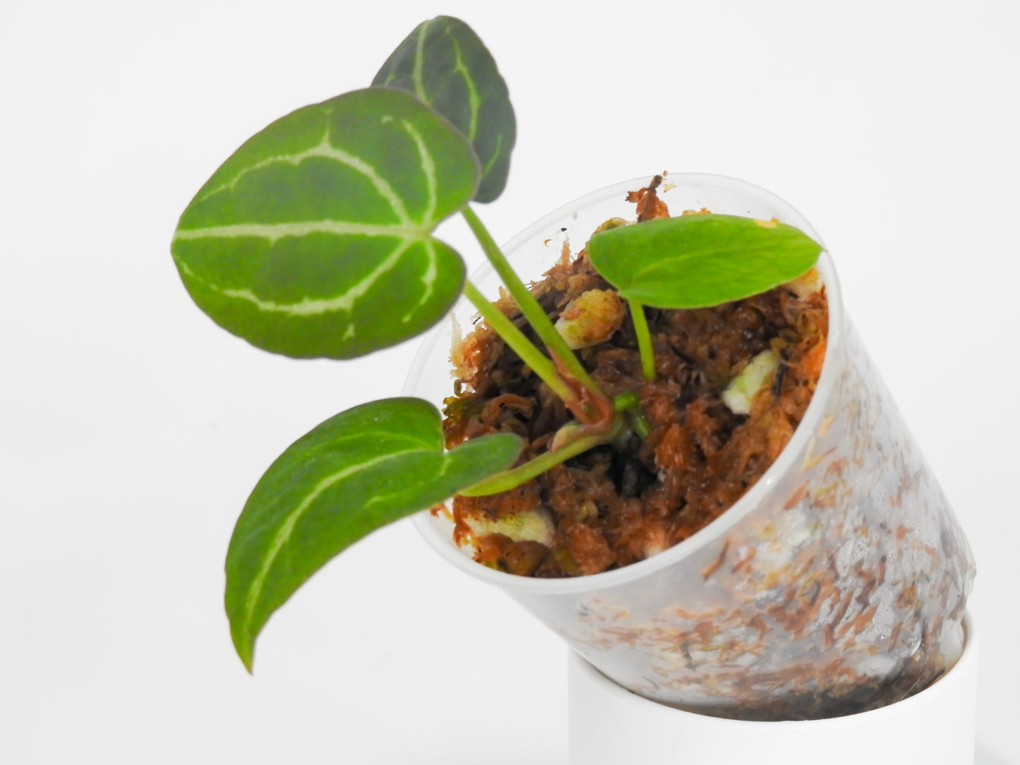 Anthurium (Carla) x (Red Crystallinum Dark Form) (3020) by Mason
