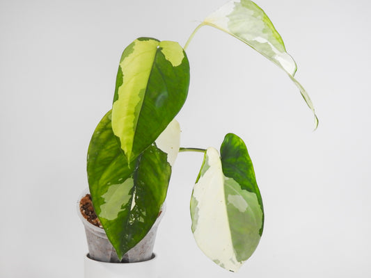 Syngonium Chiapense Albo Variegated (3017)