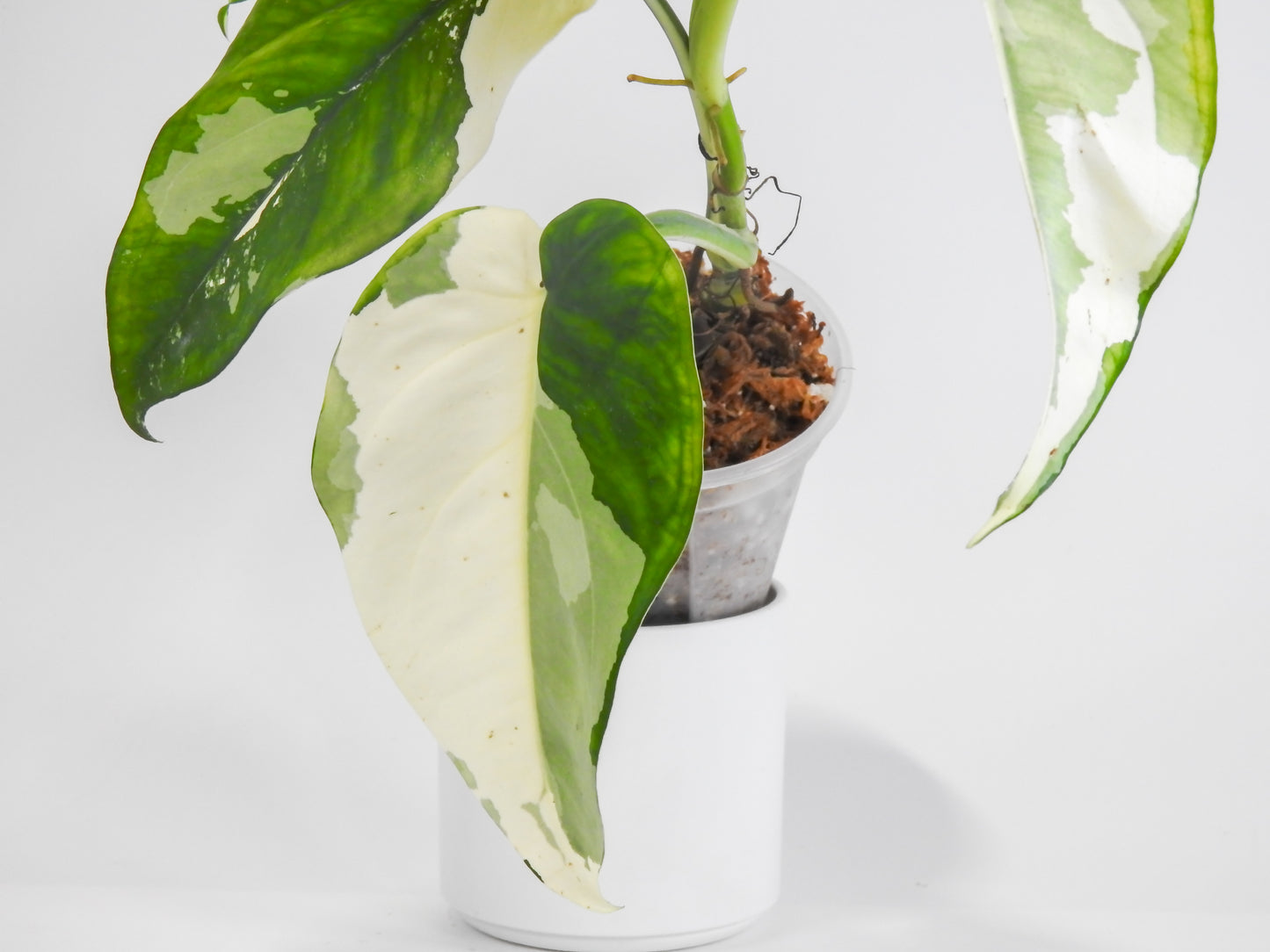 Syngonium Chiapense Albo Variegated (3017)