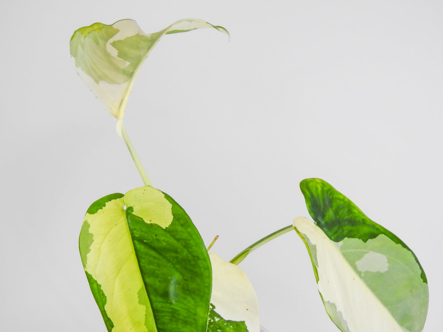 Syngonium Chiapense Albo Variegated (3017)