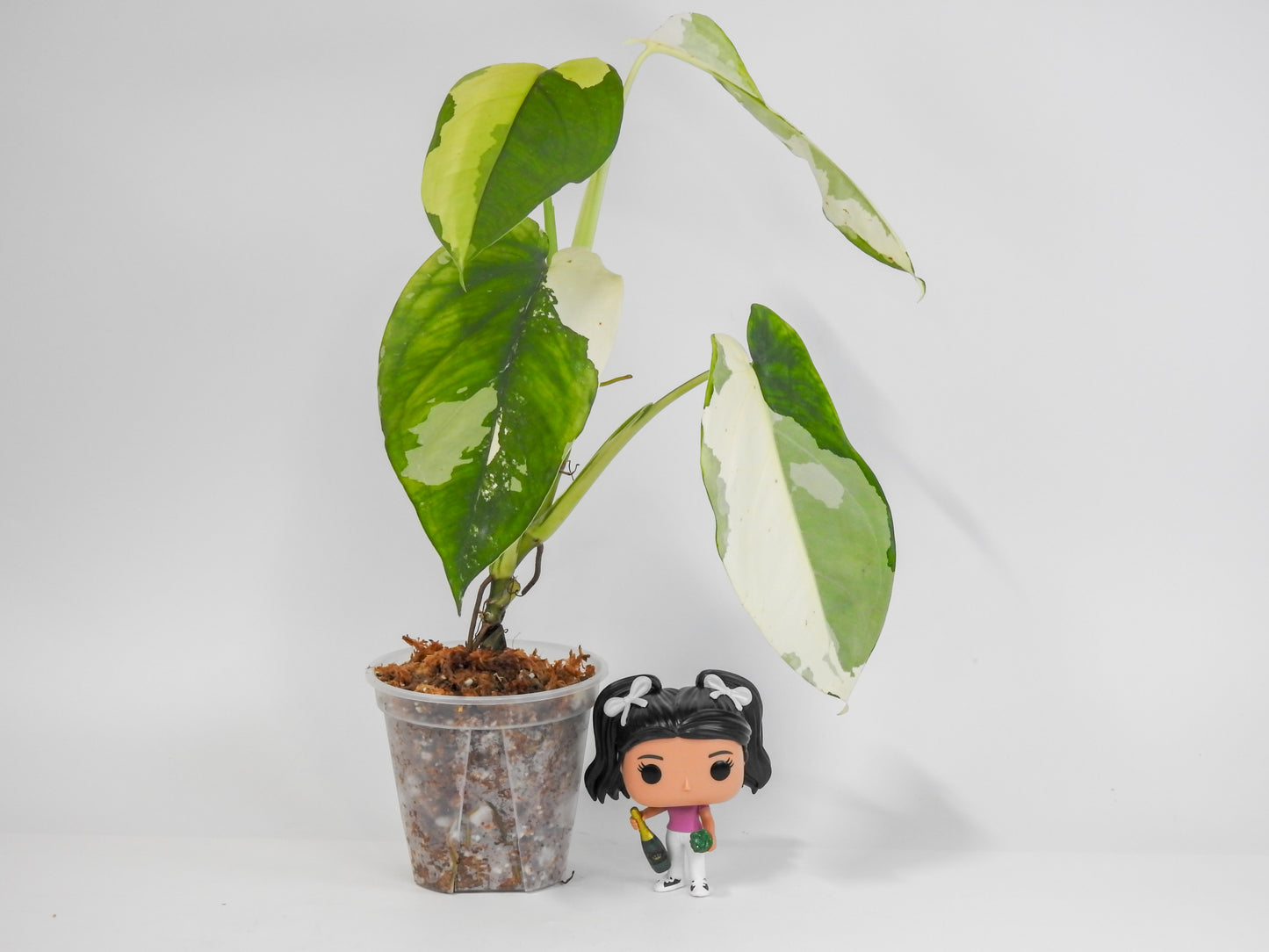 Syngonium Chiapense Albo Variegated (3017)