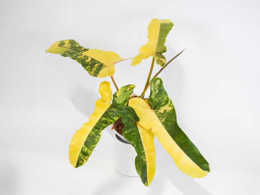 Philodendron Brown Beauty ('Black Billietiae' x 'Florida Beauty') Variegated (3016)