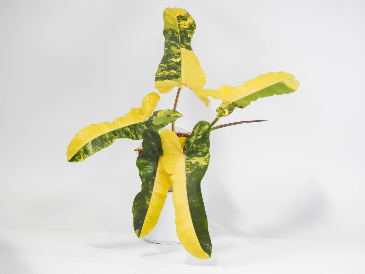 Philodendron Brown Beauty ('Black Billietiae' x 'Florida Beauty') Variegated (3016)