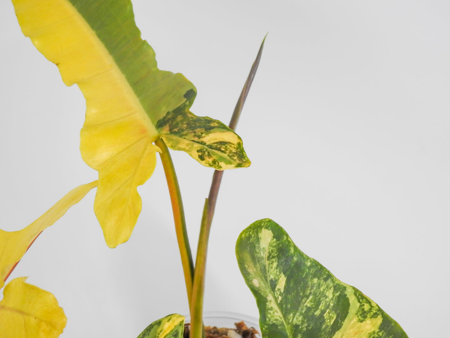 Philodendron Brown Beauty ('Black Billietiae' x 'Florida Beauty') Variegated (3016)