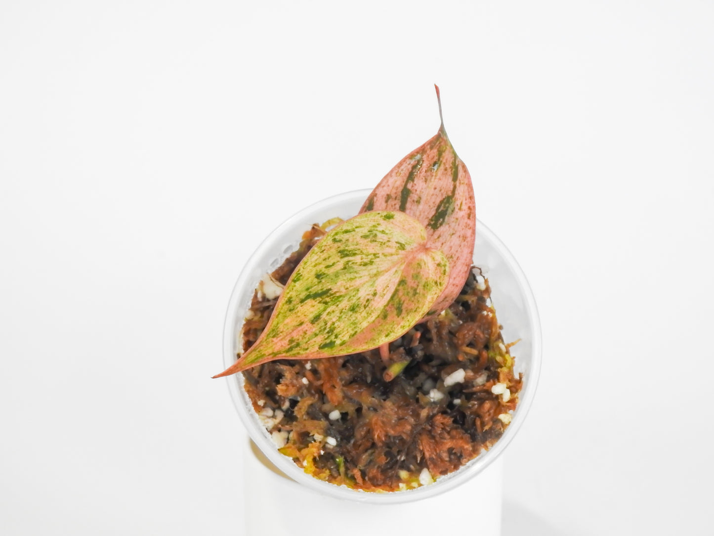 Philodendron Micans Pink Mint (3022)