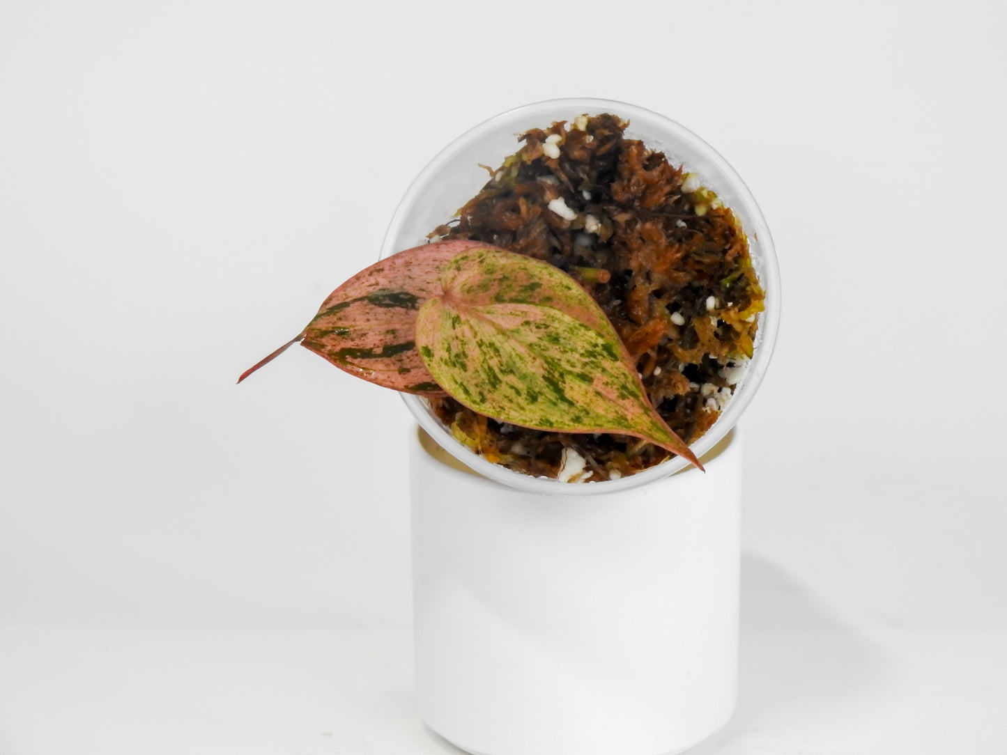 Philodendron Micans Pink Mint (3022)