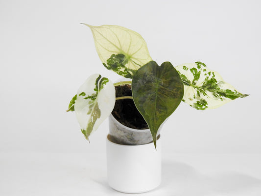 Alocasia Wentii Albo/Pink Variegated (3021)