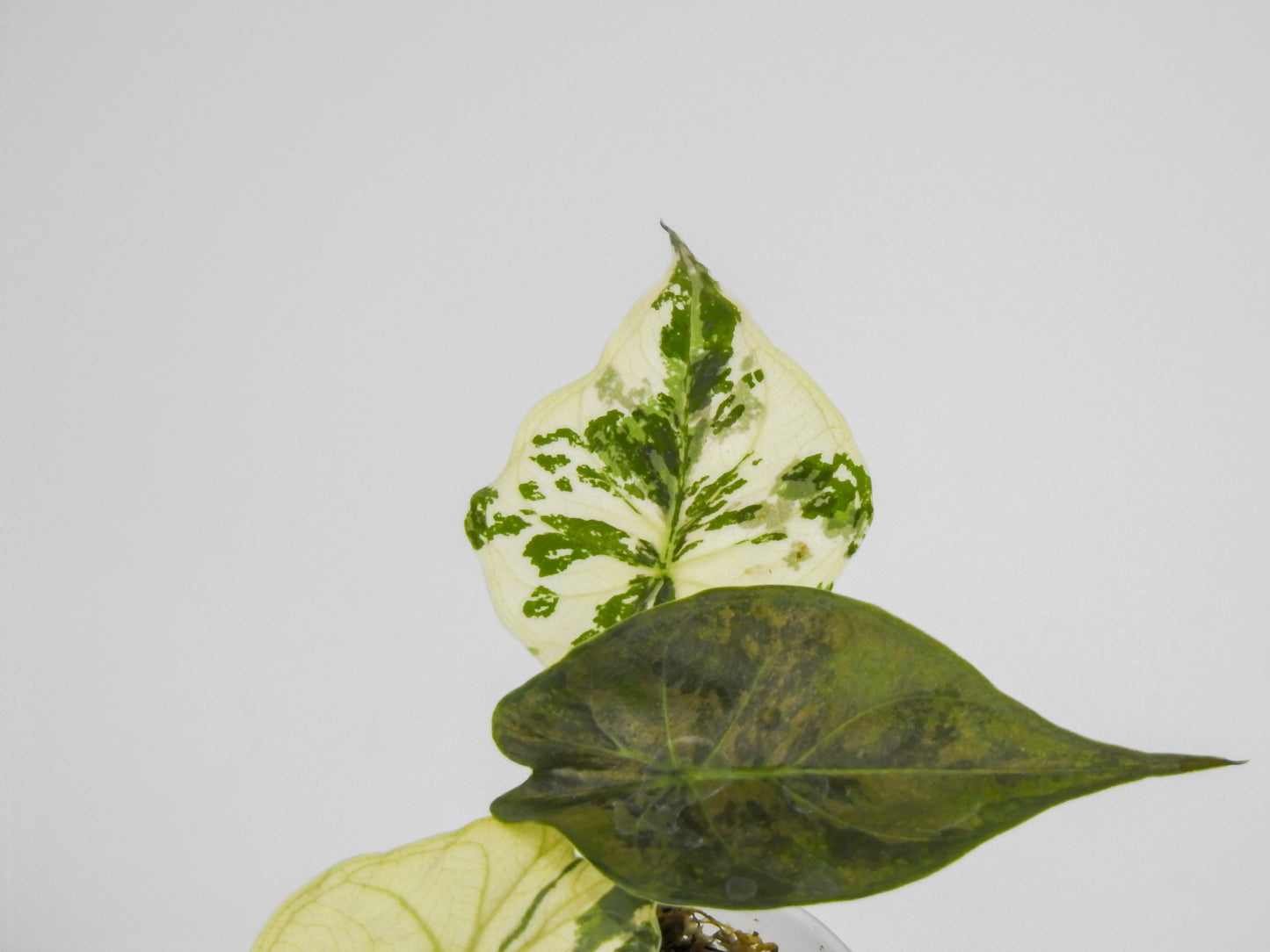 Alocasia Wentii Albo/Pink Variegated (3021)