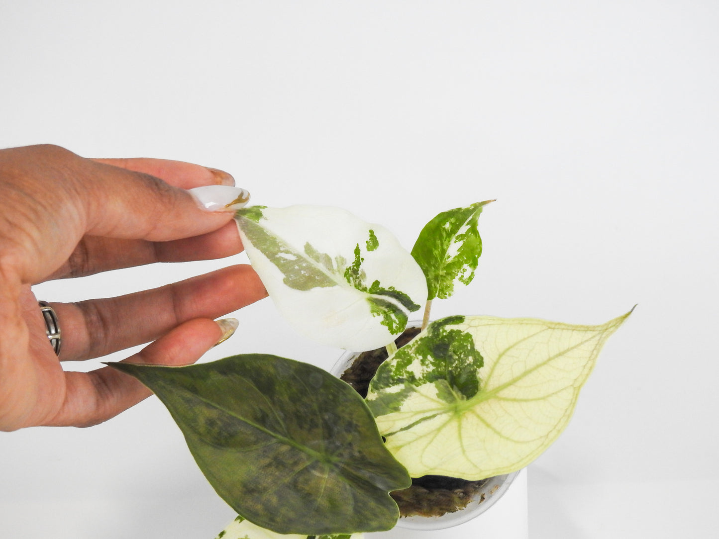 Alocasia Wentii Albo/Pink Variegated (3021)