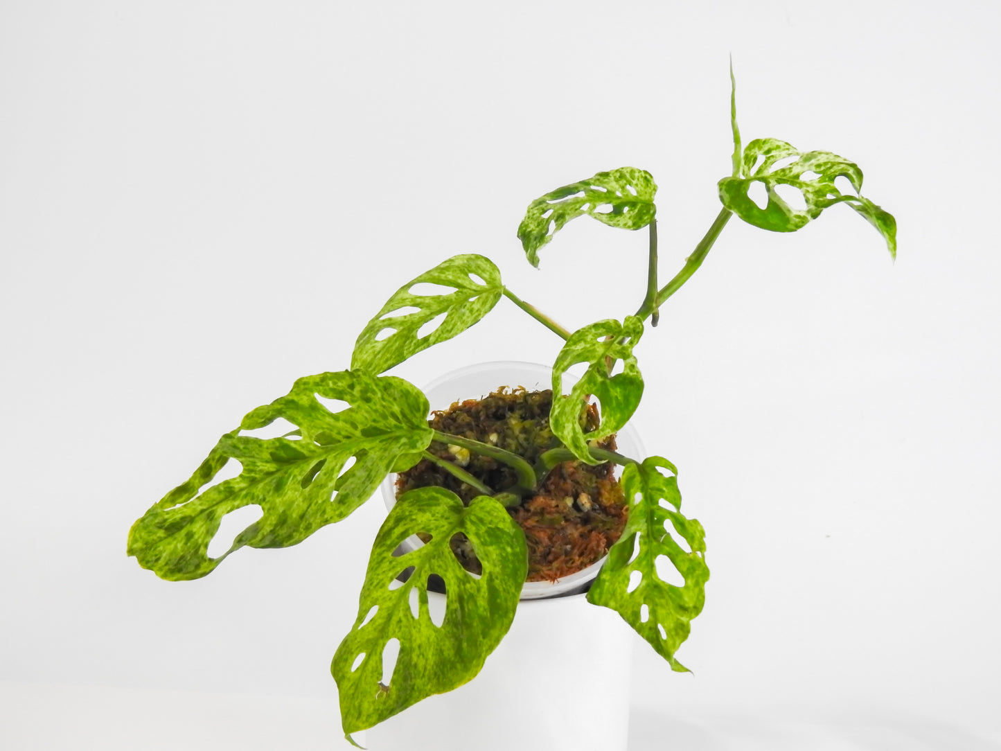 Monstera 'Adansonii' Mint Mutation *Growers Choice*