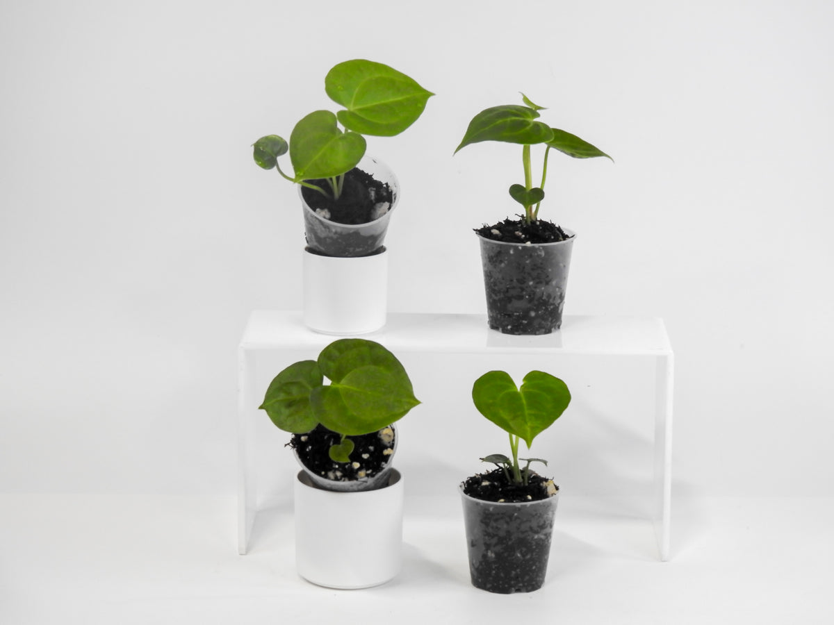 Anthurium Clarinervium *Growers Choice*