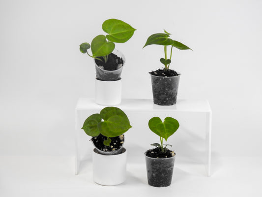Anthurium Clarinervium *Growers Choice*