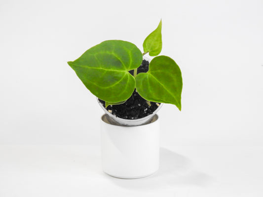 Anthurium Clarinervium *Growers Choice*