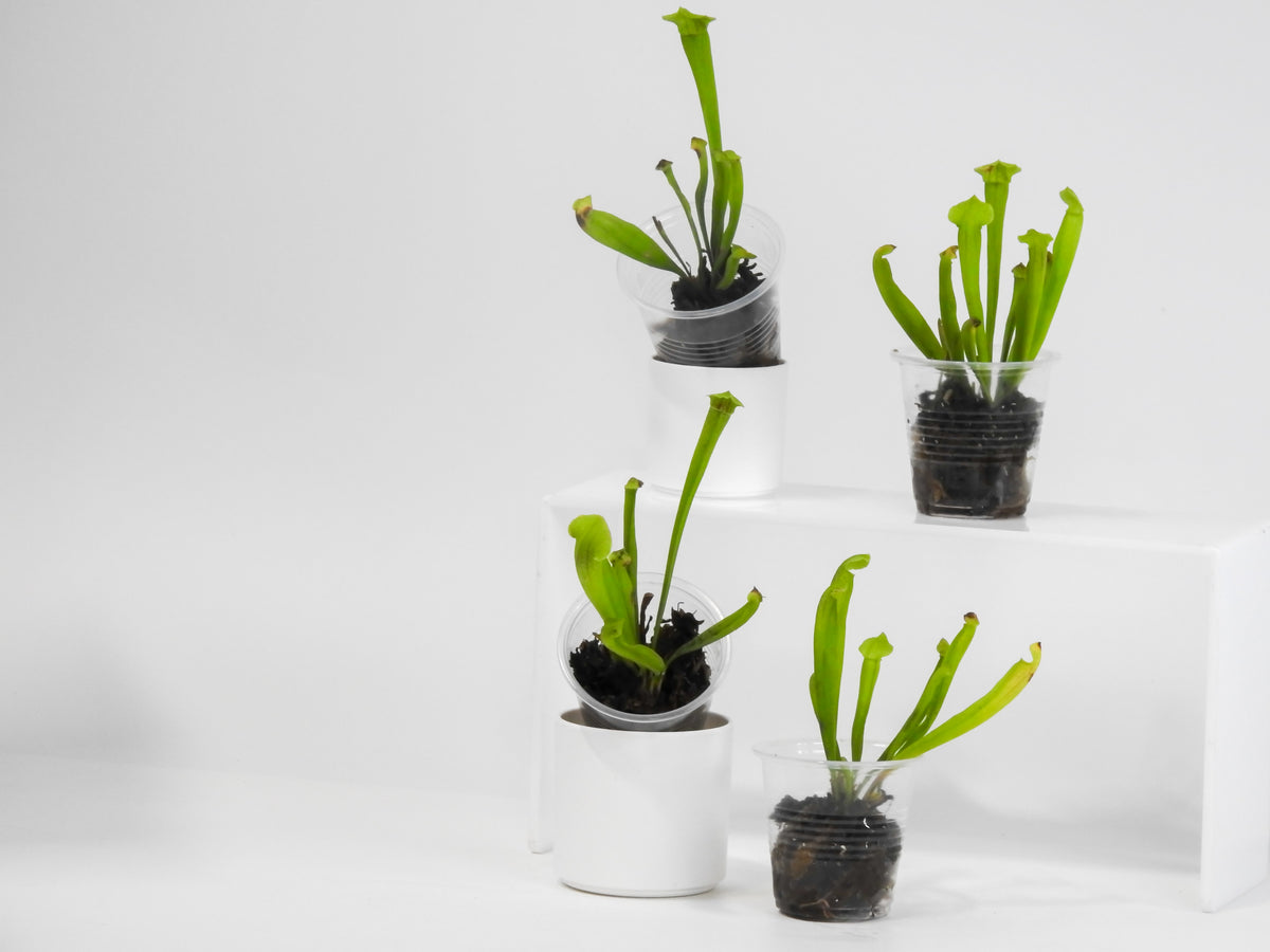 Sarracenia 'Philadelphia' *Growers Choice*