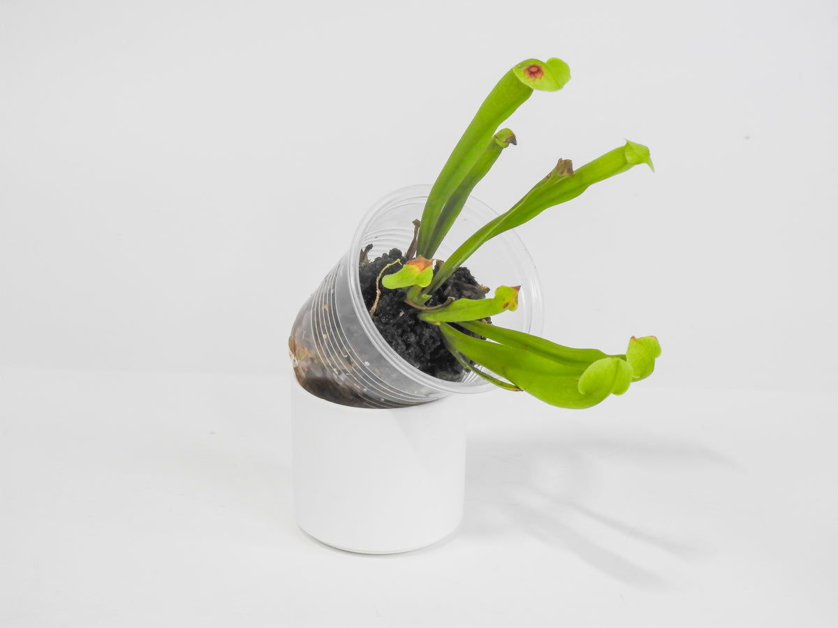 Sarracenia 'Philadelphia' *Growers Choice*
