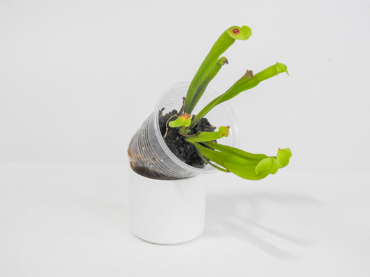 Sarracenia 'Philadelphia' *Growers Choice*
