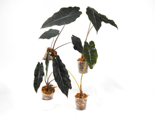 Alocasia 'Chantrieri' *Growers Choice*
