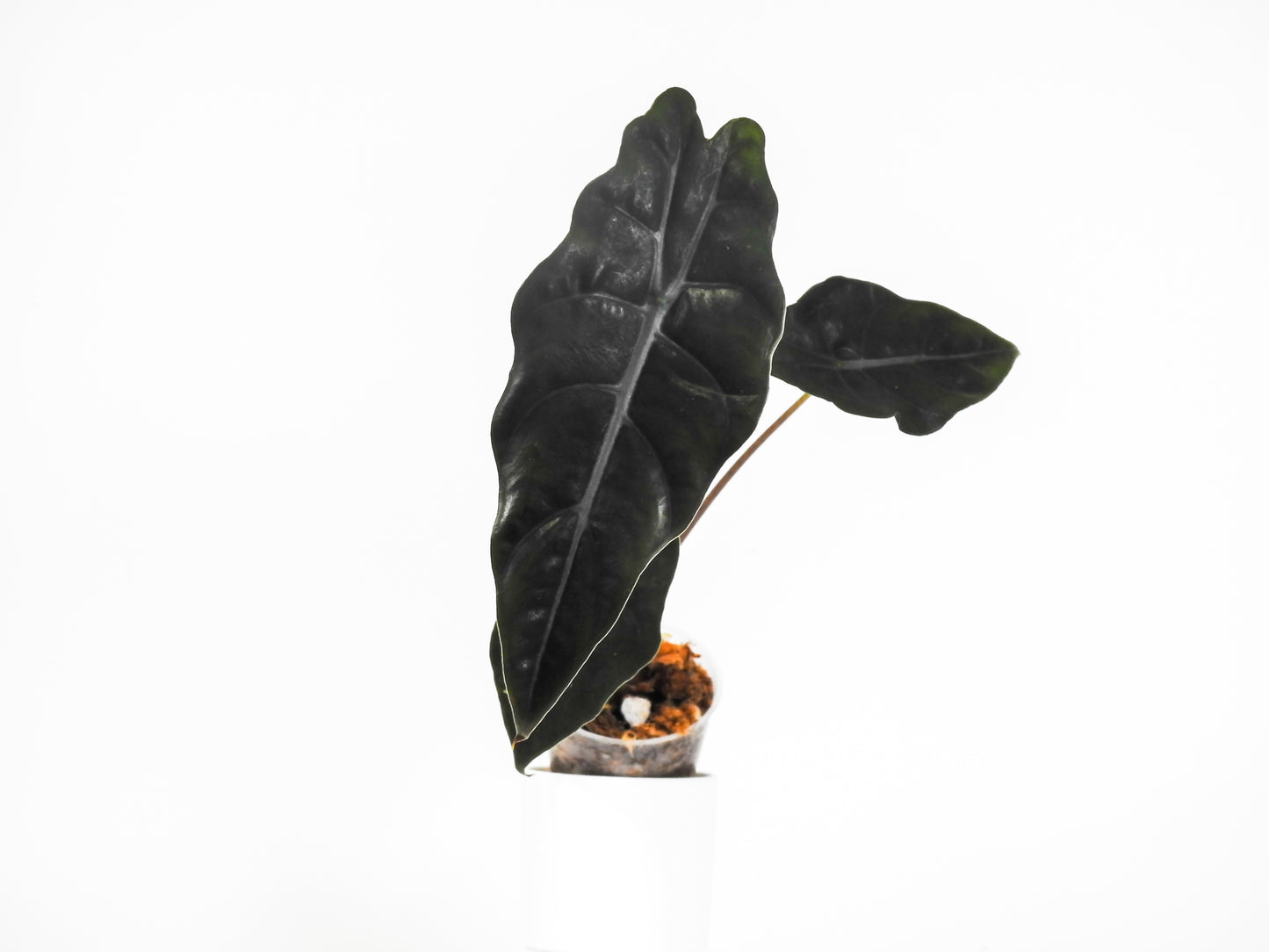 Alocasia 'Chantrieri' *Growers Choice*