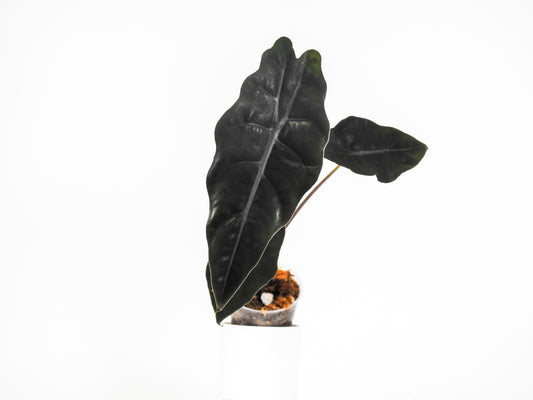 Alocasia 'Chantrieri' *Growers Choice*