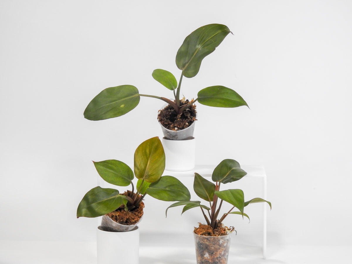 Philodendron 'Summer Glory' *Growers Choice*