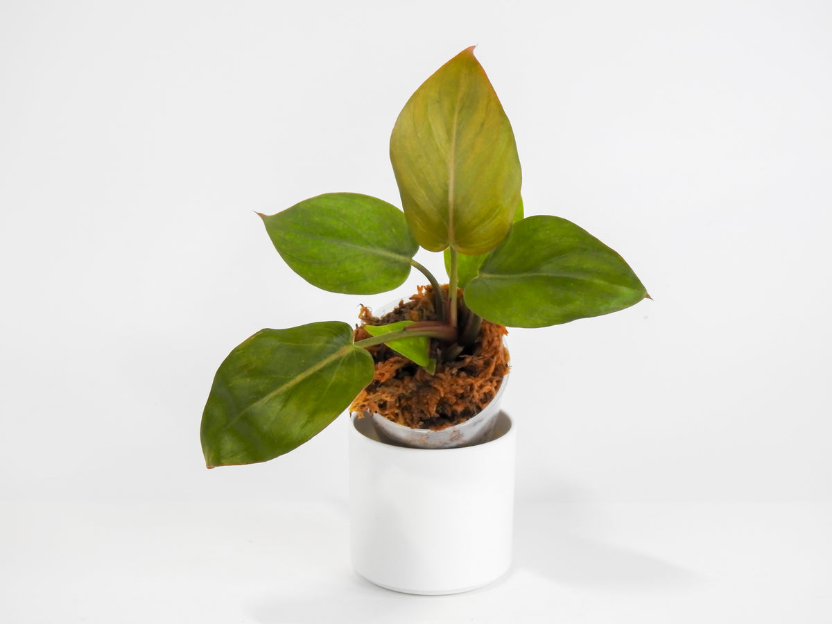 Philodendron 'Summer Glory' *Growers Choice*