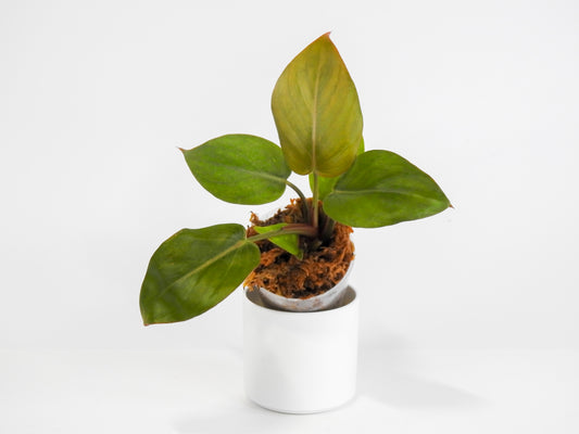 Philodendron 'Summer Glory' *Growers Choice*