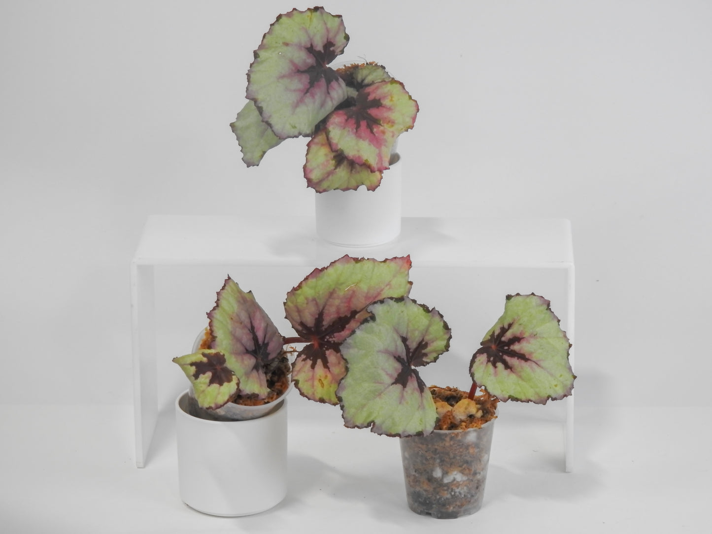 Begonia 'Kotobuki' *Growers Choice*