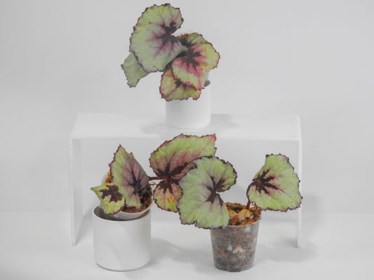 Begonia 'Kotobuki' *Growers Choice*