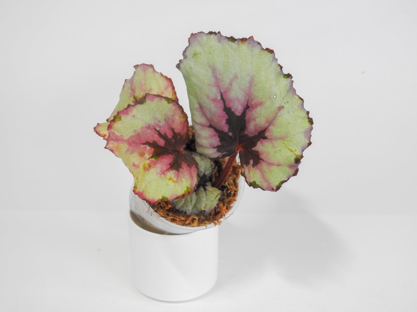 Begonia 'Kotobuki' *Growers Choice*