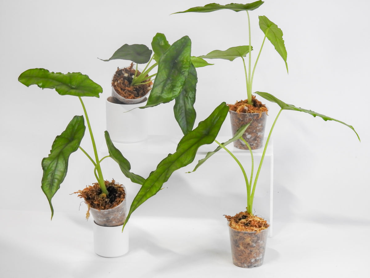 Alocasia Heterophylla 'Dragon's Breath' *Growers Choice*
