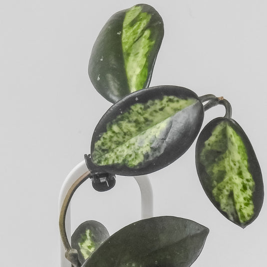Hoya Madara 'Green Edge' Kunzo Lineage (3100)