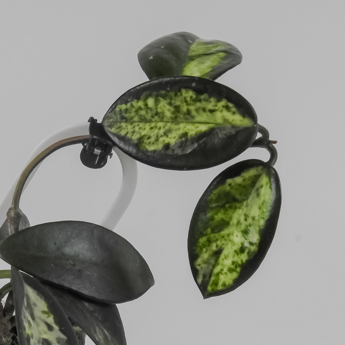 Hoya Madara 'Green Edge' Kunzo Lineage (3100)