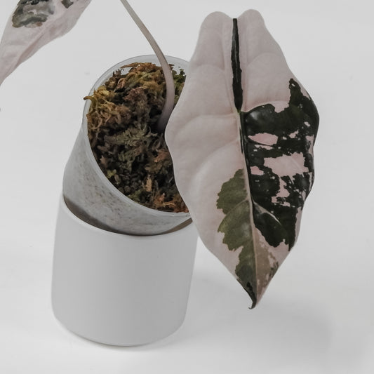 Alocasia 'Chantrieri' Albo/ Pink Variegated (3101)