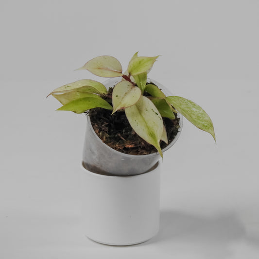 Philodendron 'Snowdrift' Variegated (3105)