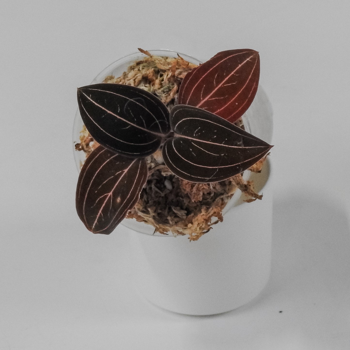 "Ludisia Discolor" Jewel Orchid (3106)