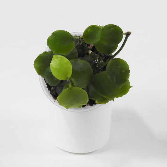 Hoya 'Endauensis' (3103)