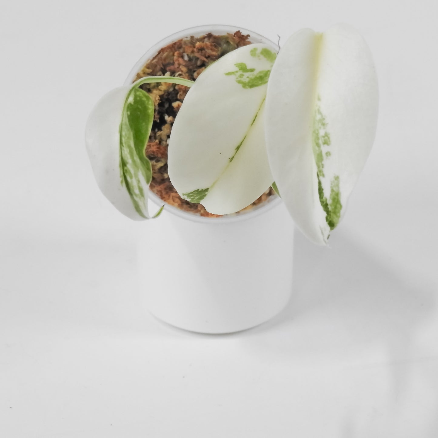 Monstera Deliciosa (LF) Albo (3107)