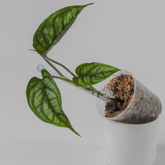 Monstera Siltepicana (3110)