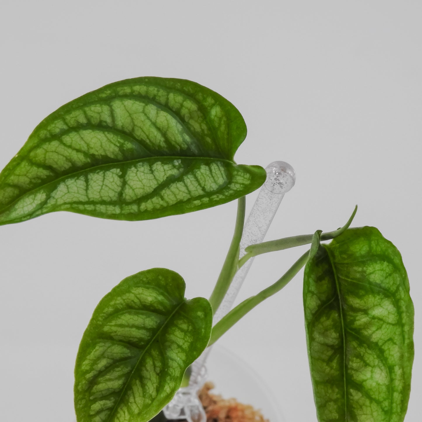 Monstera Siltepicana (3110)