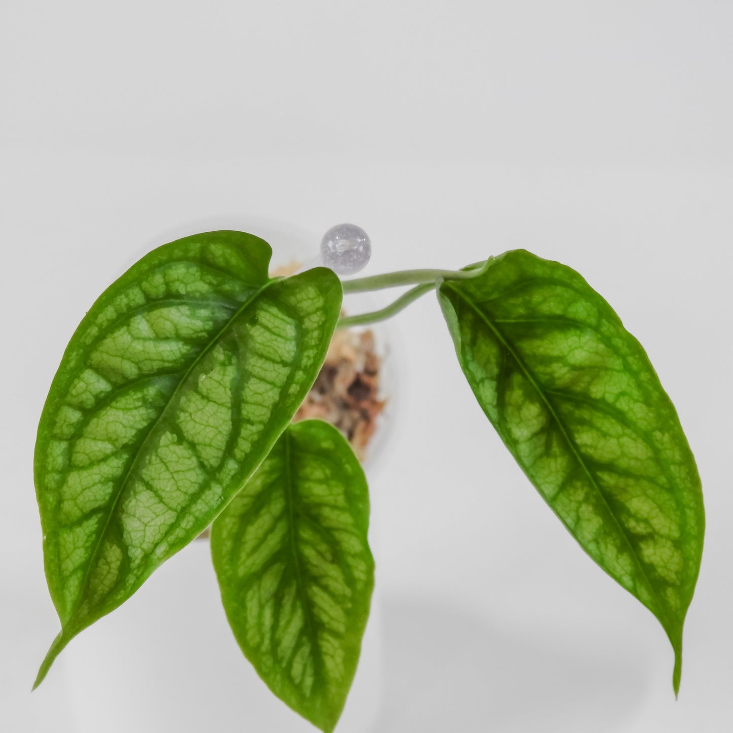 Monstera Siltepicana (3110)