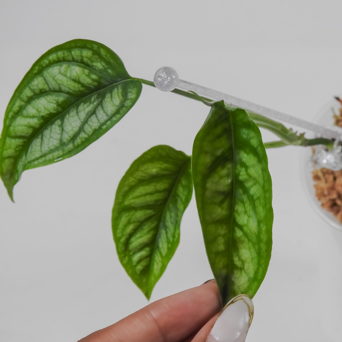 Monstera Siltepicana (3110)