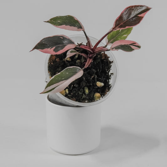Philodendron Pink Princess Mutation (3113)