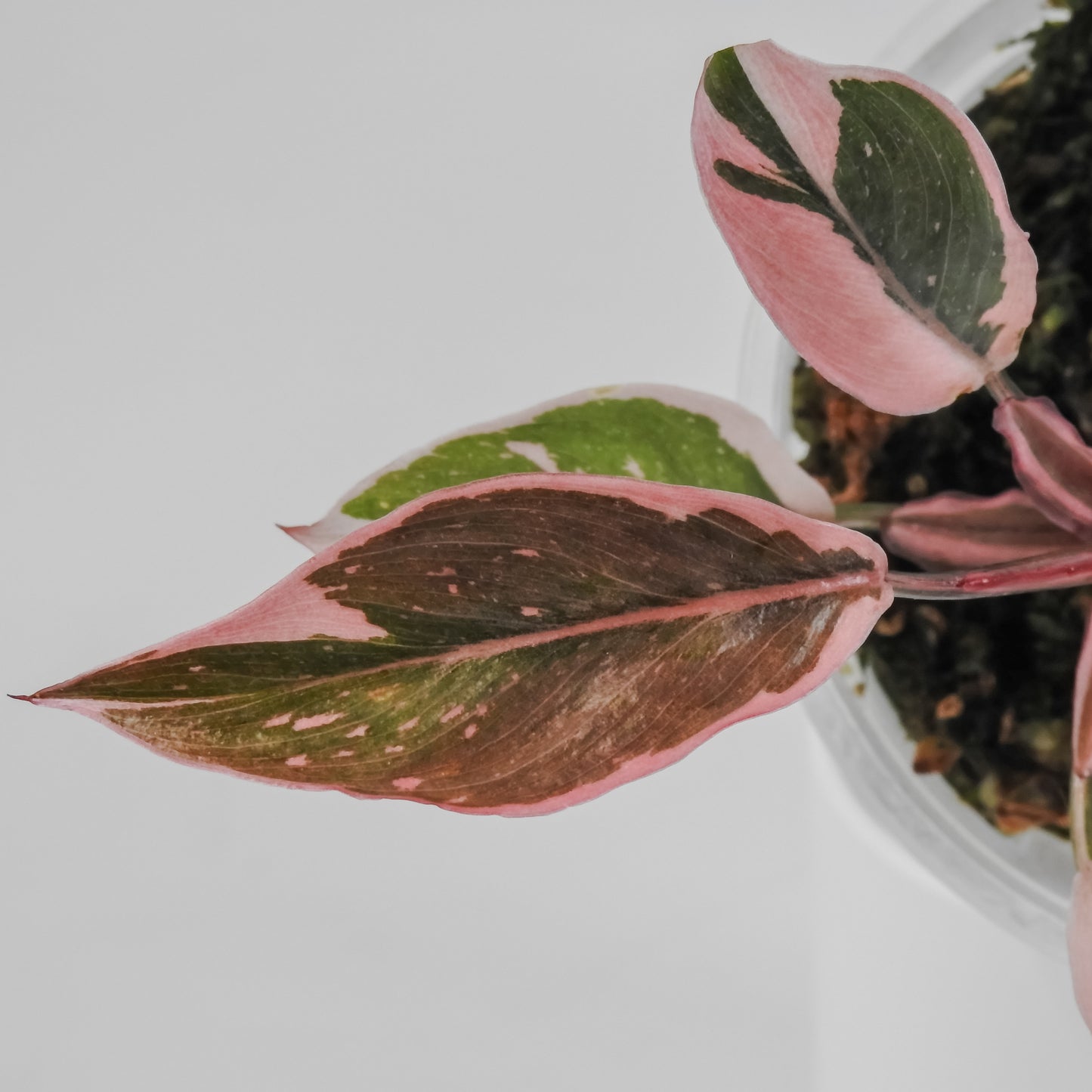 Philodendron Pink Princess Mutation (3113)