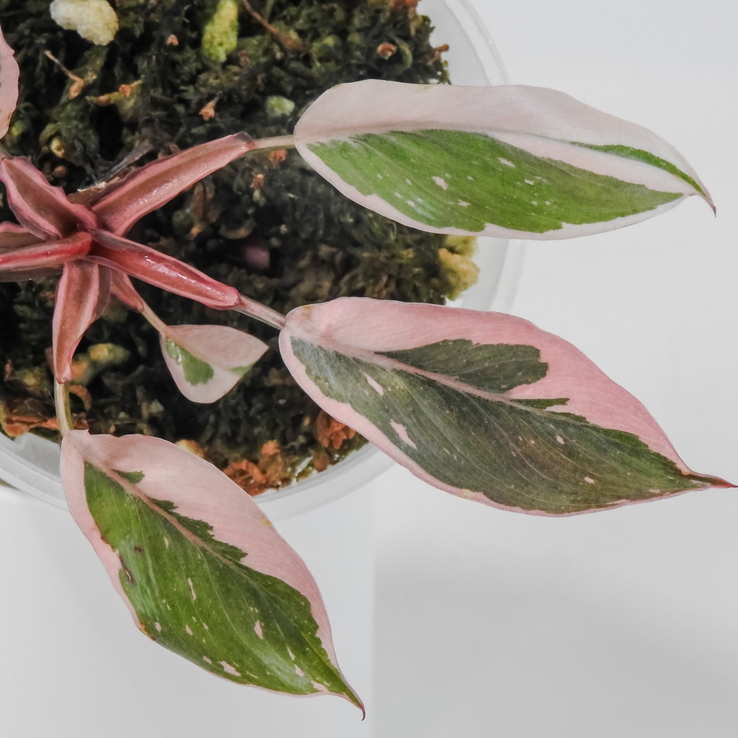 Philodendron Pink Princess Mutation (3113)